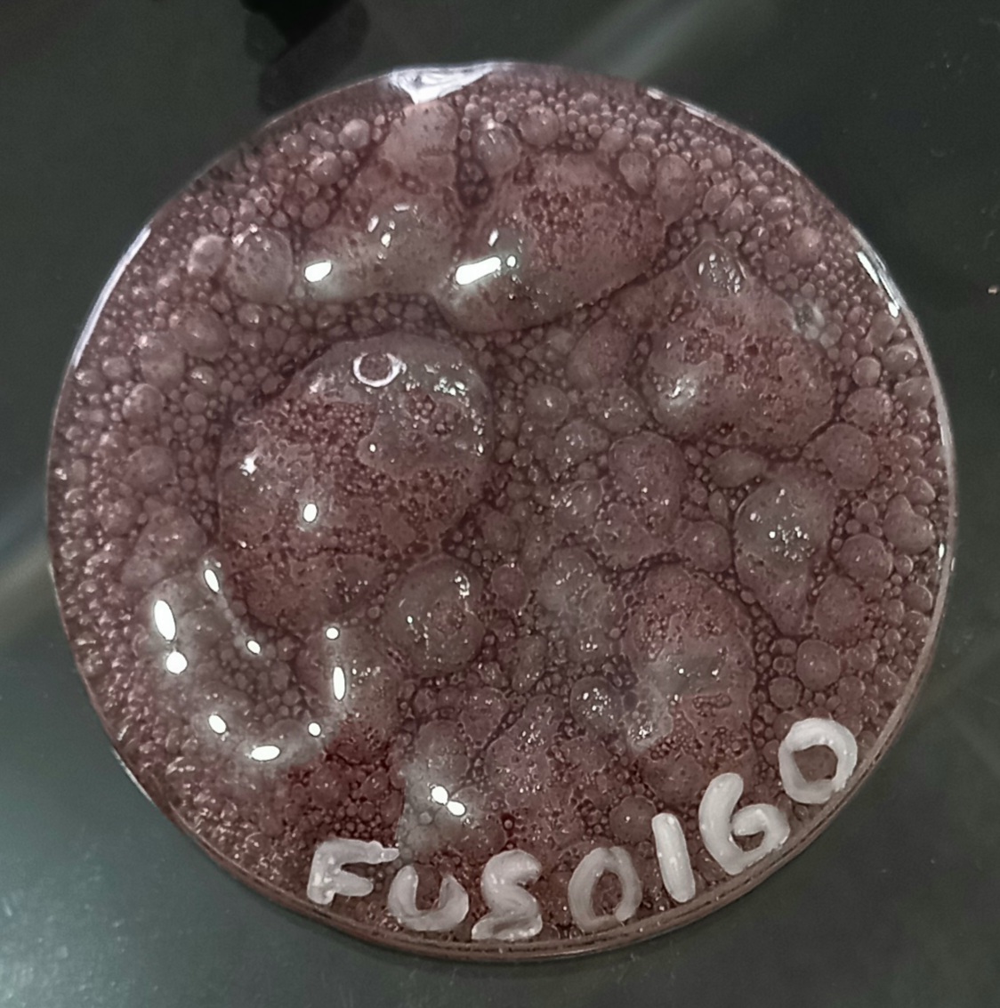 FUS 0160- ESMALTE P/FUSING MARROM METALIZADO EFEITO BOLHA